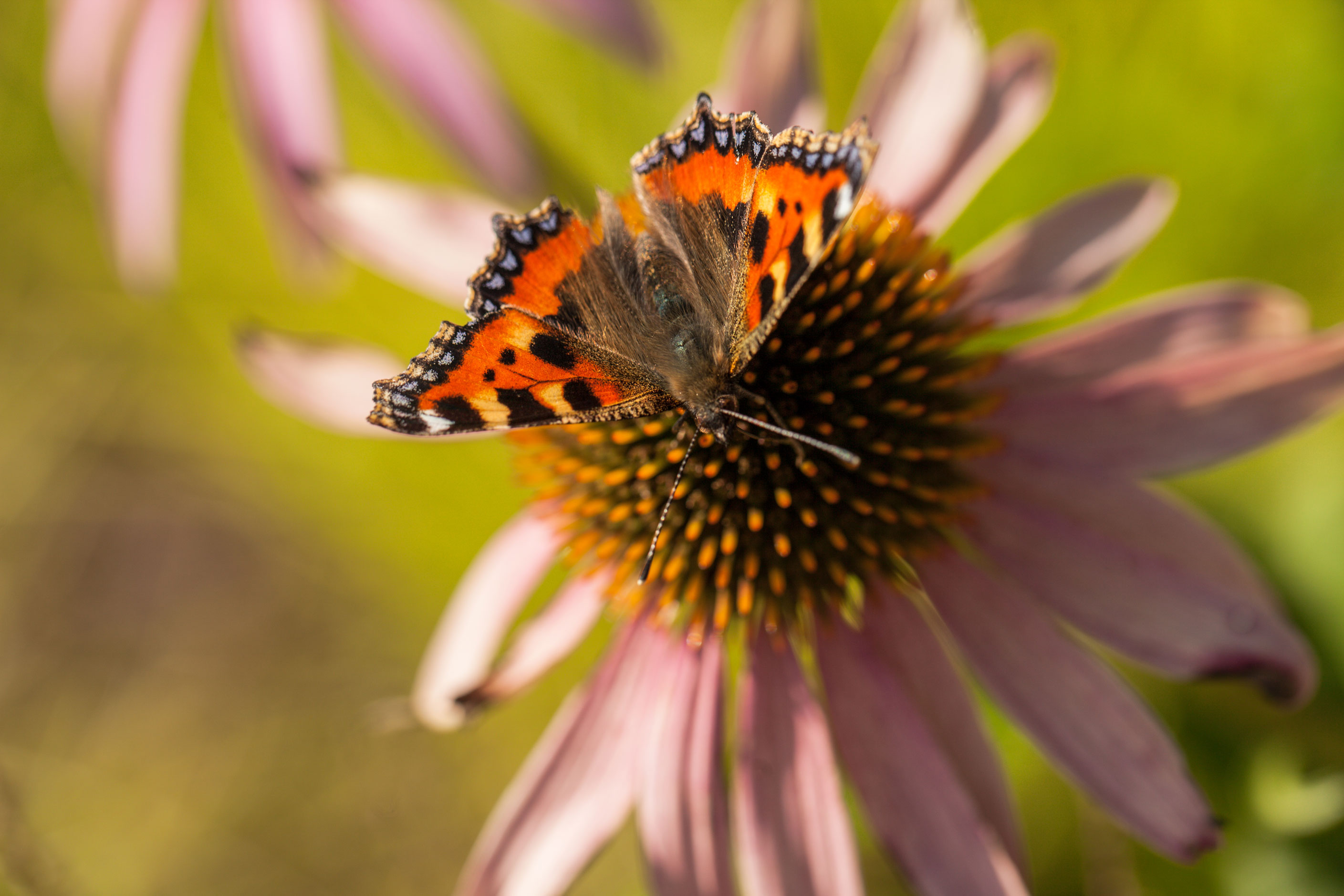Echinacea Magnus and tortoiseshell butterfly wildlife friendly planting design contemporary modern garden by Colm Joseph